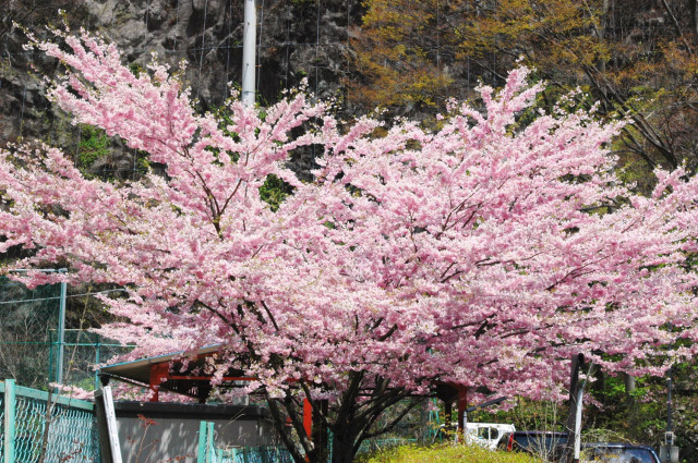 川治河川公園桜